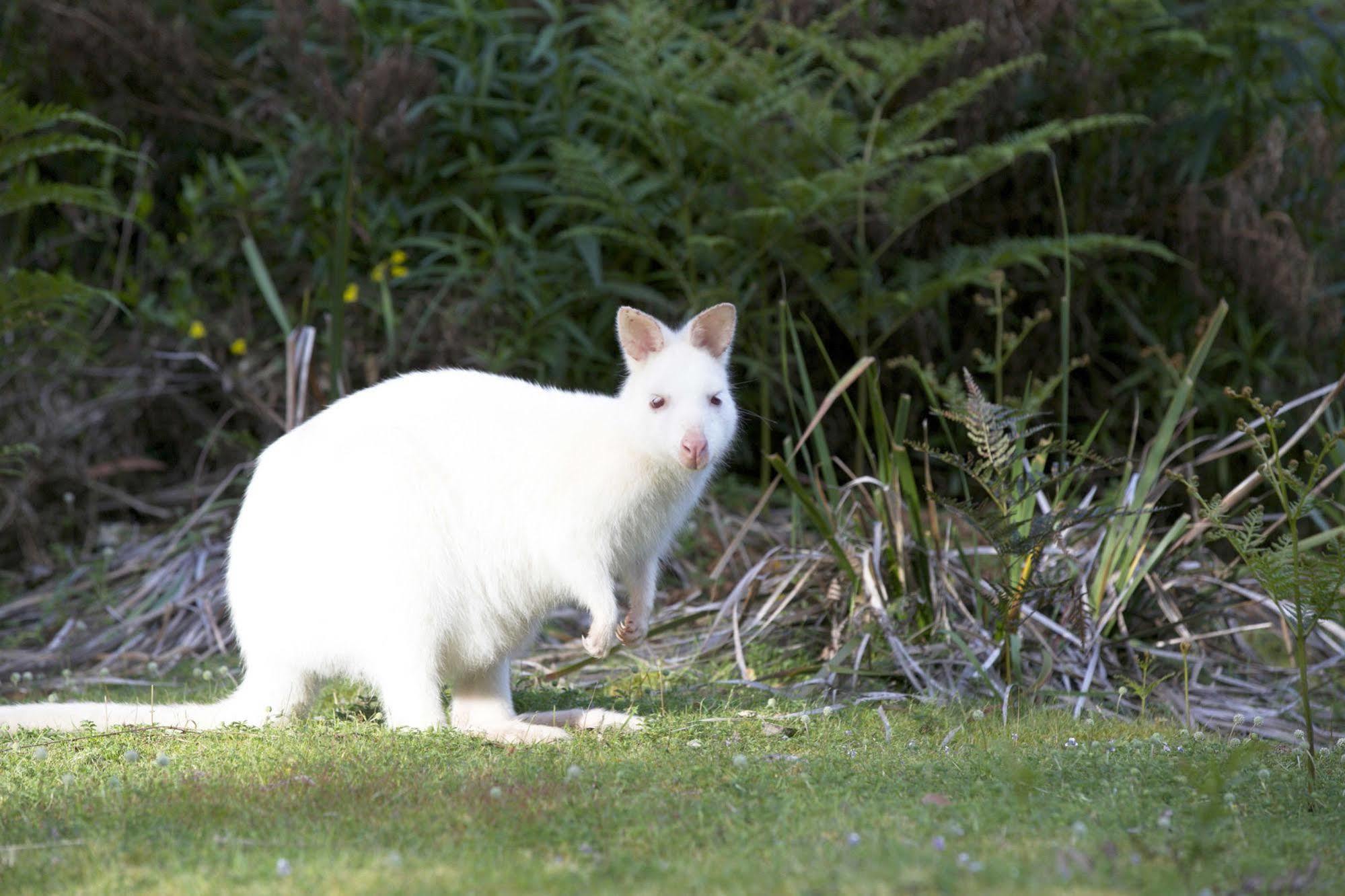 Bruny Island Lodge South Bruny Екстериор снимка
